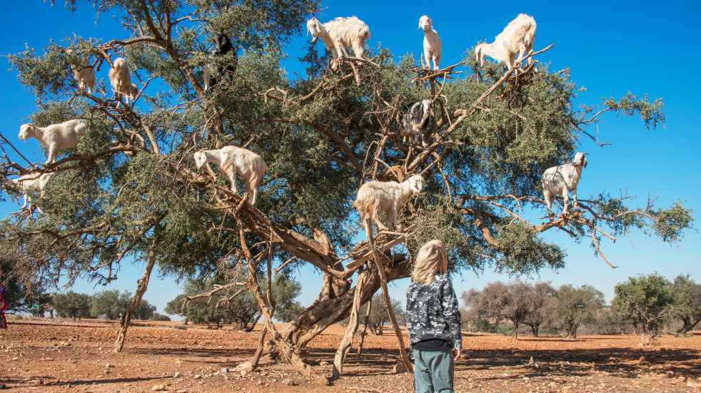 Argan tree goats marrakech